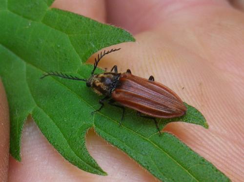 Anostirus purpureus
